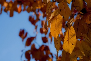 herbst in kressbronn 2 20091105 1827699155