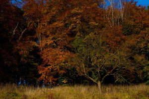 herbst in kressbronn 5 20091105 1936694712