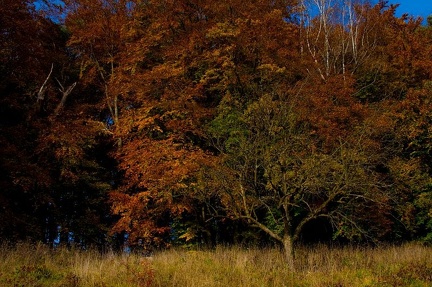 herbst in kressbronn 5 20091105 1936694712