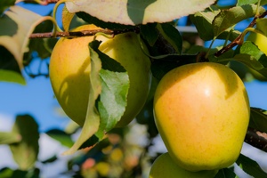 kressbronner umgebung 5 20111010 1505263777