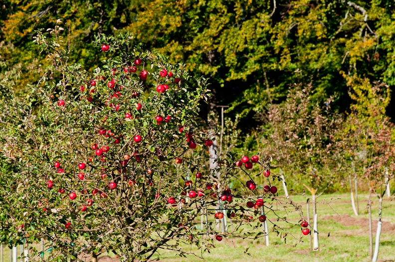 kressbronner_umgebung_21_20111010_1988137948.jpg