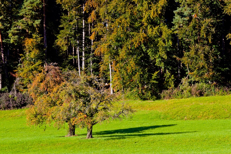 kressbronner_umgebung_23_20111010_1709360837.jpg