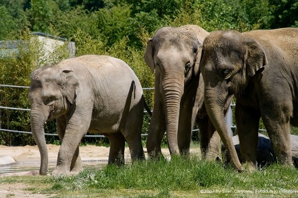 bilder vom tierpark hellabrunn5 20080312 1471400813