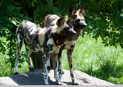 bilder vom tierpark hellabrunn7 20080312 1463495002