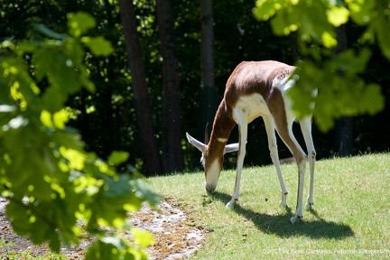 bilder vom tierpark hellabrunn8 20080312 1698859912