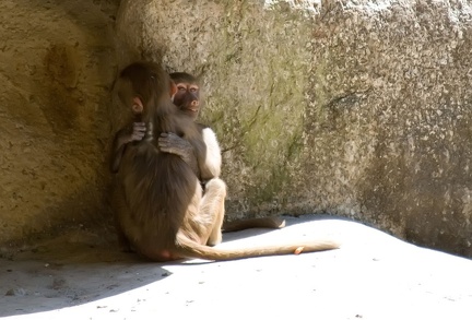 bilder vom tierpark hellabrunn9 20080312 2074559146