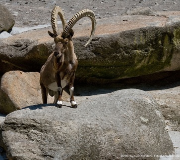 bilder vom tierpark hellabrunn11 20080312 1734648032