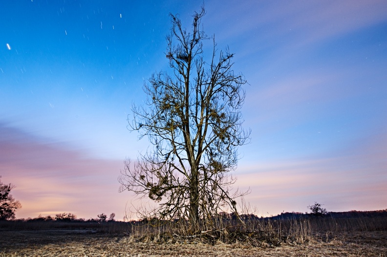 der_baum_1_20130427_1922875543.jpg