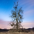 der baum 1 20130427 1922875543