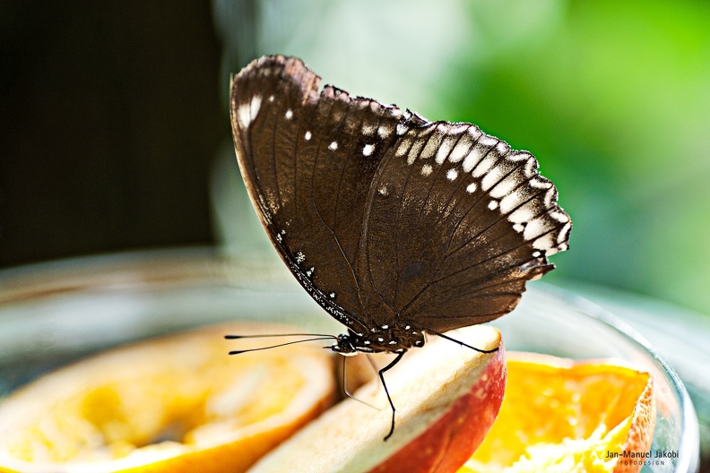 ischmetterling_1_20130427_1975169008.jpg