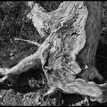 baum 20100730 1171849169