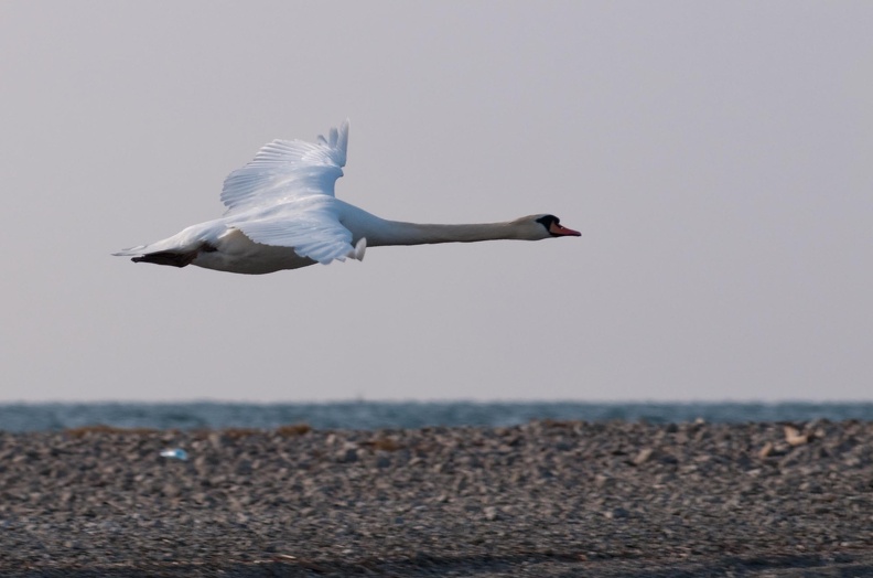 schwaene im flug1 20100213 2056856619