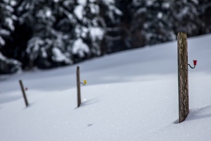 pfaender-0303